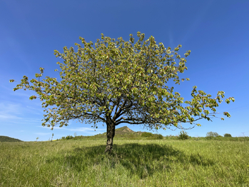 Podsedice_04 (Braňo Pažitka) - Prodej pozemku 4847 m², Podsedice