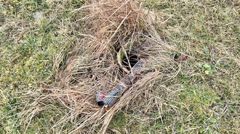 Prodej pozemku 820 m², Horoušany