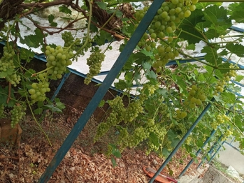 Prodej domu 72 m², Sokolnice