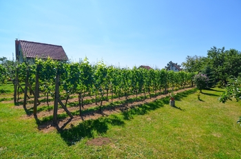 Prodej pozemku 997 m², Mikulov