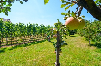 Prodej pozemku 997 m², Mikulov