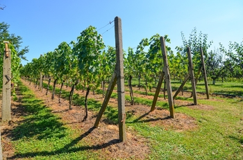 Prodej pozemku 997 m², Mikulov