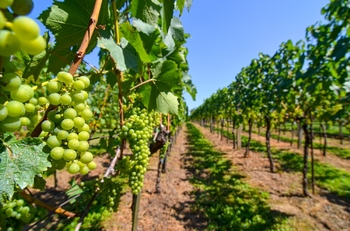 Prodej pozemku 997 m², Mikulov