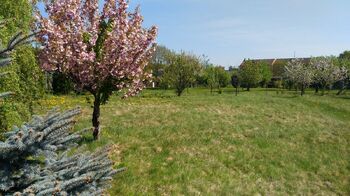 Prodej pozemku 1350 m², Mikulovice