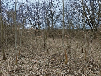 Prodej pozemku 3482 m², Zábřeh