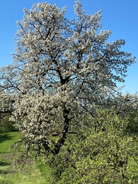 Prodej pozemku 1968 m², Výčapy
