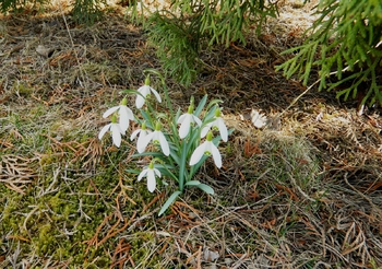 Jaro na zahradě. - Prodej chaty / chalupy 65 m², Chotoviny