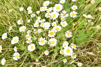 Prodej pozemku 4580 m², Nový Bydžov