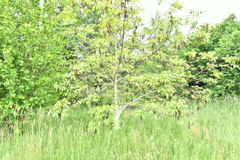 Prodej pozemku 4580 m², Nový Bydžov