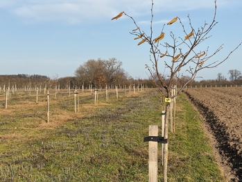 Prodej pozemku 9979 m², Nové Dvory