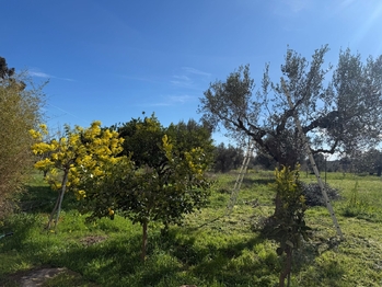 zahrada - Prodej domu 379 m², Ortona