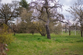 Prodej pozemku 2410 m², Brno