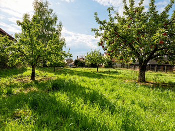 Zahrada je plná ovocných stromů a okrasných dřevin - Prodej domu 245 m², Čistá