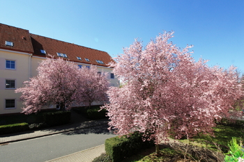 Prodej bytu 2+1 v družstevním vlastnictví 59 m², Nymburk