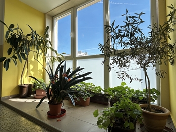 mezipatro je využívané k pěstování - Prodej bytu 1+1 v osobním vlastnictví 32 m², Praha 9 - Letňany