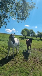 Prodej pozemku 285345 m², Vsetín