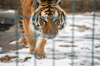 Prodej ubytovacího zařízení 703 m², Lipová-lázně