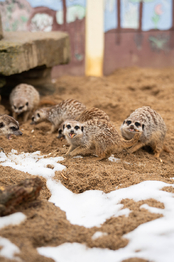 Prodej ubytovacího zařízení 703 m², Lipová-lázně