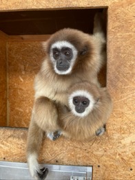 Prodej ubytovacího zařízení 703 m², Lipová-lázně