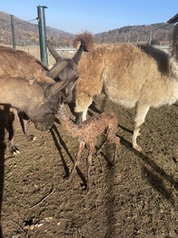 Prodej ubytovacího zařízení 703 m², Lipová-lázně
