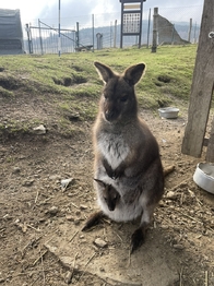 Prodej ubytovacího zařízení 703 m², Lipová-lázně
