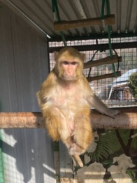 Prodej ubytovacího zařízení 703 m², Lipová-lázně