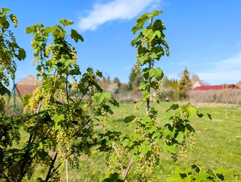 Prodej pozemku 1715 m², Tuněchody