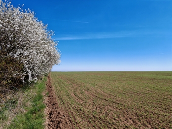 Prodej pozemku 6432 m², Úvaly