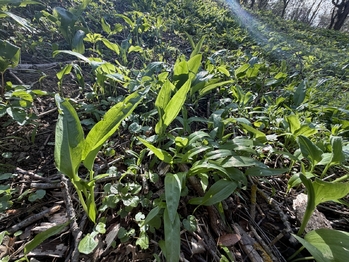 Prodej chaty / chalupy 25 m², Uherský Brod