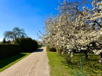 příjezdová cesta k parkovišti - Prodej chaty / chalupy 8 m², Pardubice