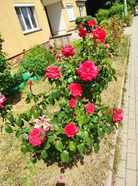 Pronájem bytu 2+1 v osobním vlastnictví 50 m², Karlovy Vary