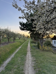 osadní cesta od chaty  - Prodej chaty / chalupy 19 m², Plzeň