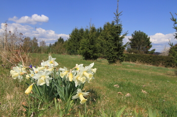 Prodej pozemku 261 m², Lipová