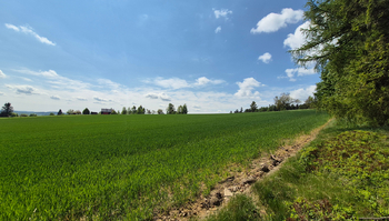 Prodej pozemku 7429 m², Borová