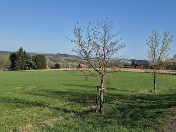 Prodej pozemku 7429 m², Borová