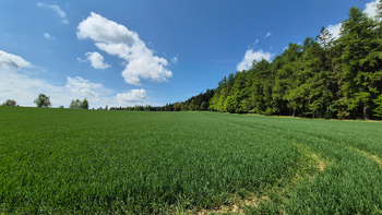 Prodej pozemku 5776 m², Borová