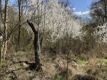 Prodej pozemku 3131 m², Lično