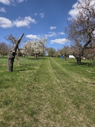 Prodej pozemku 4967 m², Křenovice