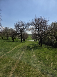 Prodej pozemku 4967 m², Křenovice