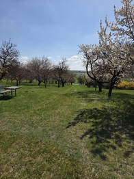 Prodej pozemku 4967 m², Křenovice