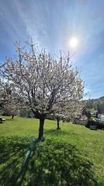 Prodej pozemku 1275 m², Rokytnice nad Jizerou