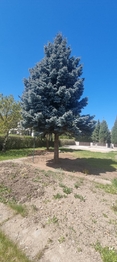 Prodej pozemku 799 m², Čestlice