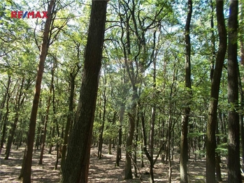 Prodej pozemku 15368 m², Vážany