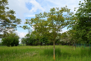 Prodej pozemku 2274 m², Chroustov