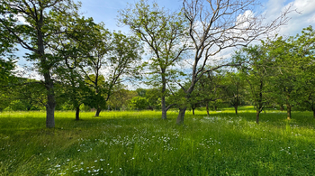 Pozemek - Prodej pozemku 4194 m², Třebonín