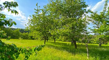 Pozemek - Prodej pozemku 4194 m², Třebonín