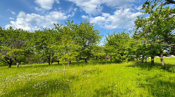 Pozemek - Prodej pozemku 4194 m², Třebonín