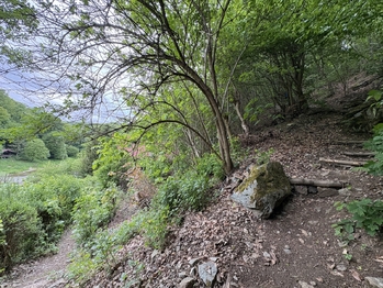 Přístupová lesní cesta k chatě - Prodej chaty / chalupy 80 m², Jílové u Prahy