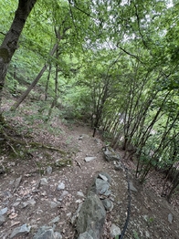 Přístupová lesní cesta k chatě - Prodej chaty / chalupy 80 m², Jílové u Prahy