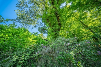 Prodej chaty / chalupy 16 m², Nižbor